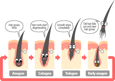 Hair Growth Cycles Explained