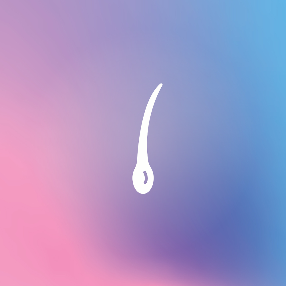 White hair follicle icon on a gradient pink to blue background